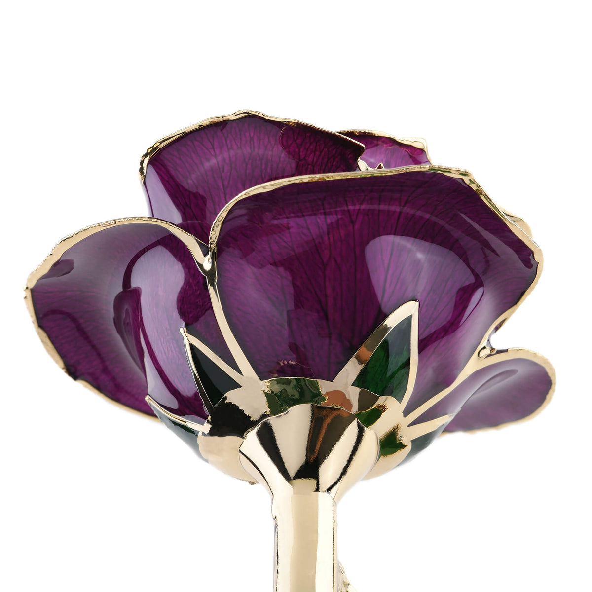 Timeless Rose (Purple)