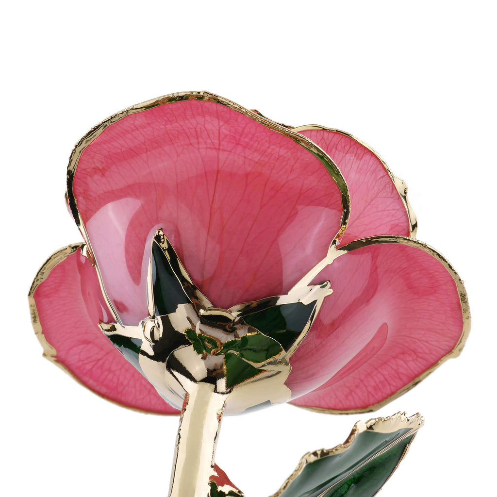 Timeless Rose (Rich Pink)